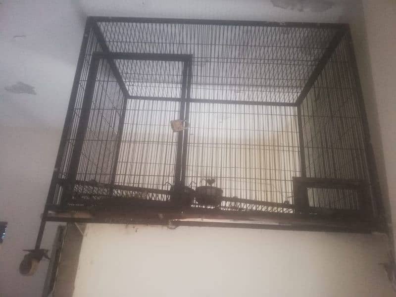 Parrot Cage 1