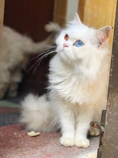 White persian  odd eyes Double coat punch face cat