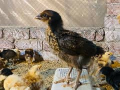 Golden|Misri|Pathi|female|Chicks|Desi egg laying hen| Murgi|chuzay