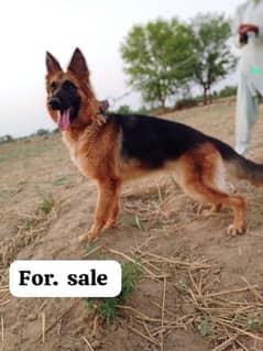 dogs for sale