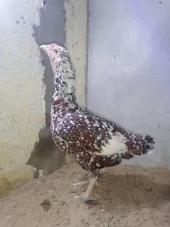 aseel hen female