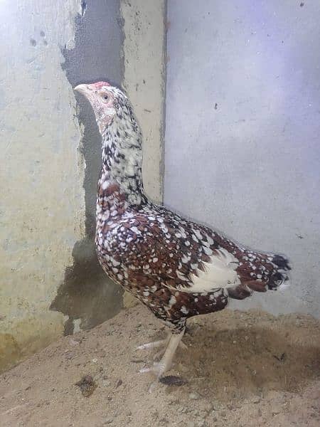 aseel hen female 0