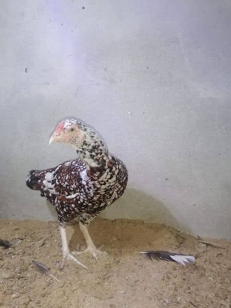 aseel hen female 1