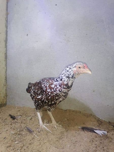 aseel hen female 2