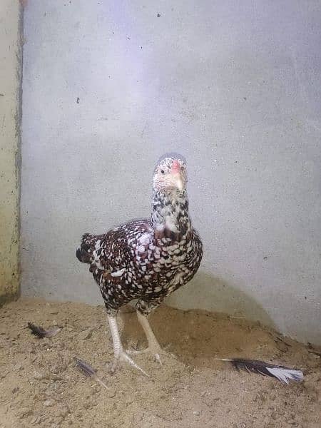 aseel hen female 4