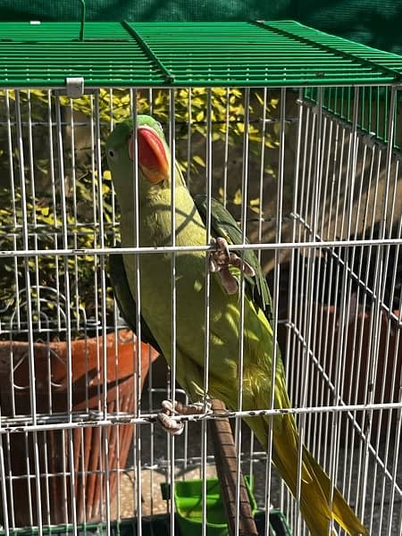 Kashmiri raw talking parrot 2