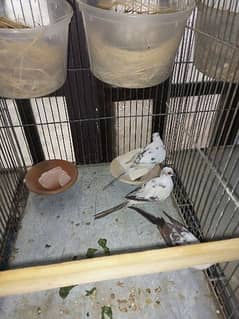 diamond pied dove for sale in trio set