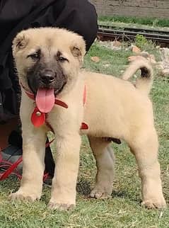 king Kurdish kangal daball hadi ful havey bone structure for sale 0