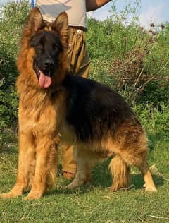 German shepherd long Cote show quality havey bone structure for sale