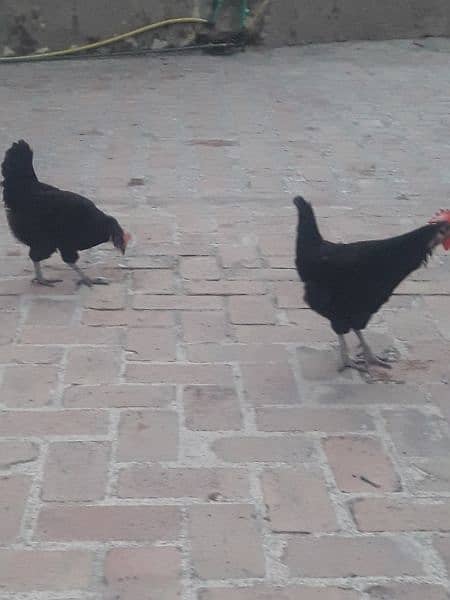 Australorp hen for sale 1