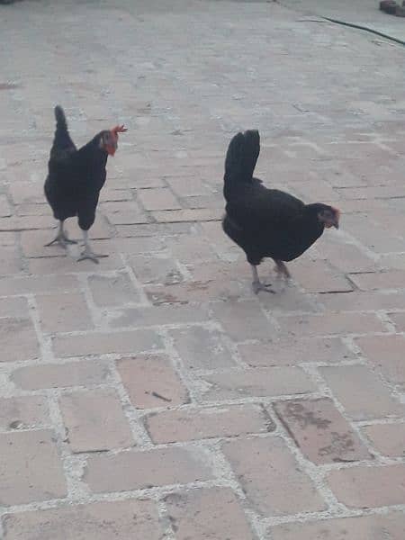 Australorp hen for sale 2