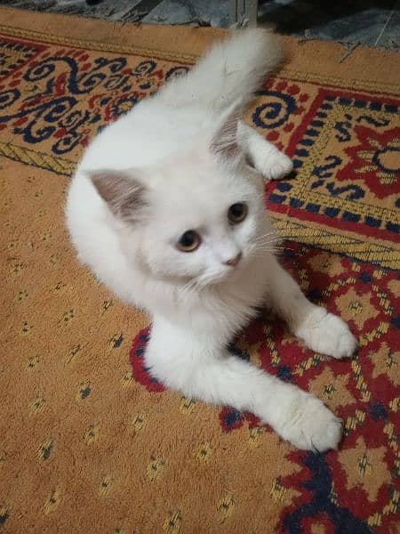 persian male cat 0