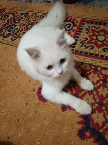 persian male cat 1