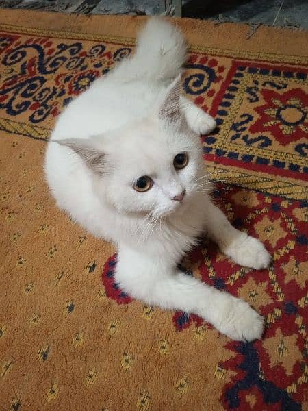 persian male cat 2