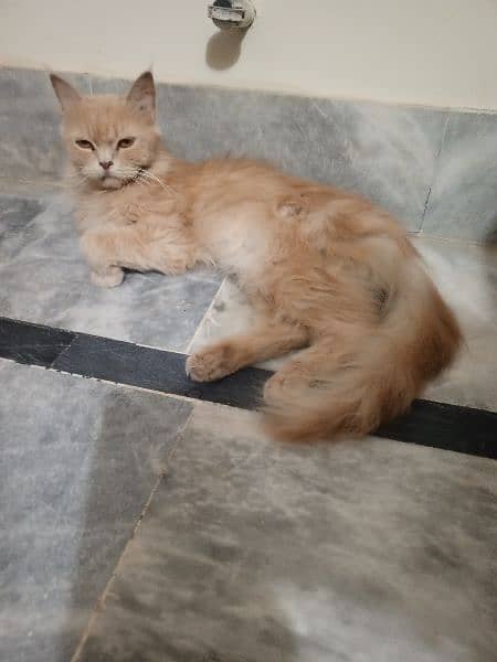 persian male cat 3