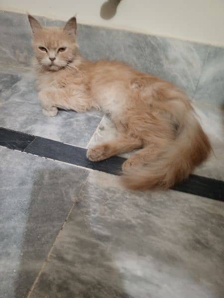 persian male cat 4