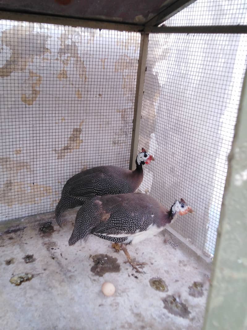 Chakor pair available for sale 2