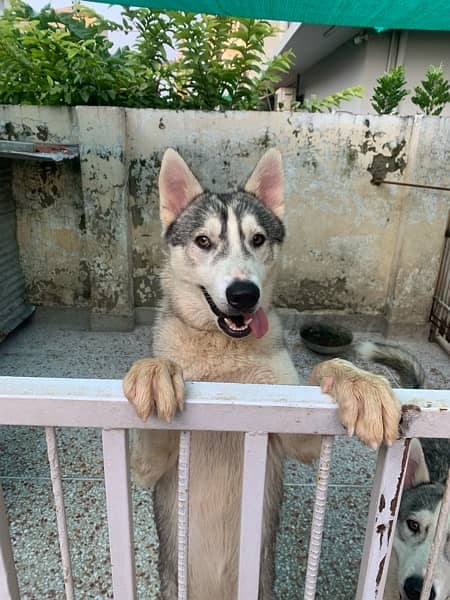 Siberian husky female for sale 0