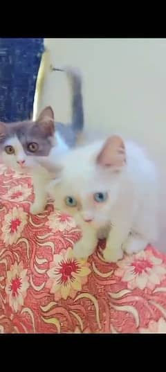 Persian baby cats for Sell