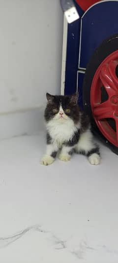 peki female kitten cfa