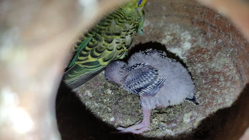 Budgies Breeder Pairs 0