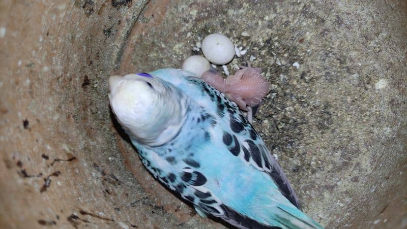 Budgies Breeder Pairs 1