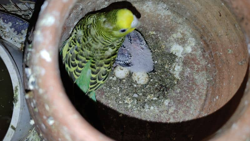 Budgies Breeder Pairs 2