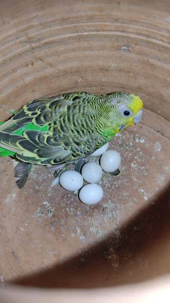 Budgies Breeder Pairs 3