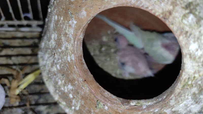 Budgies Breeder Pairs 5