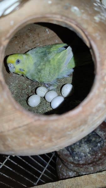 Budgies Breeder Pairs 6