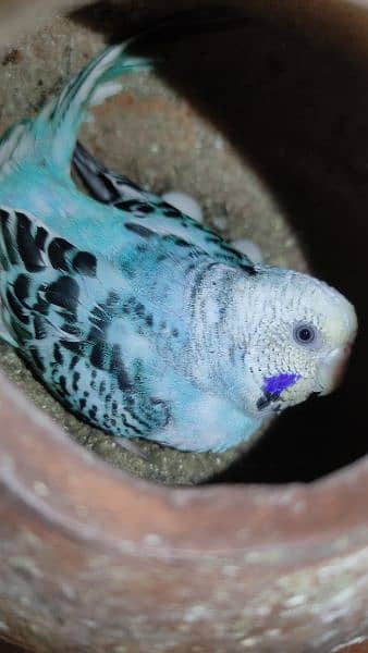 Budgies Breeder Pairs 7