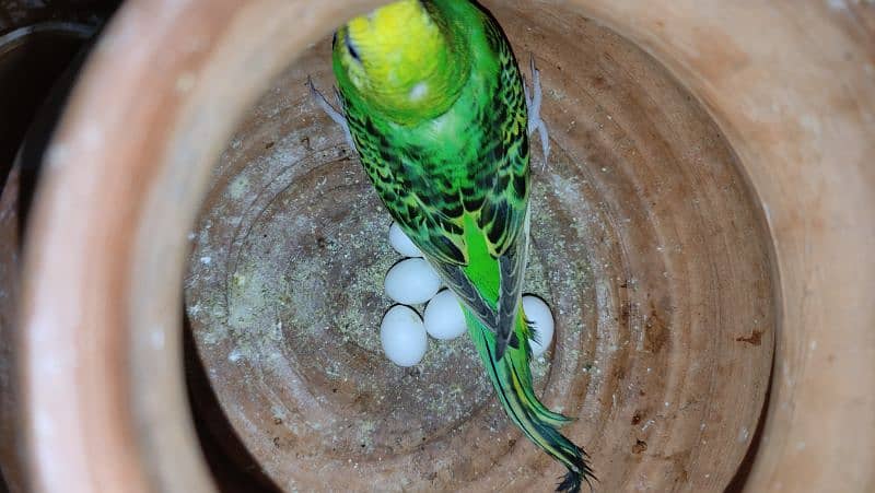 Budgies Breeder Pairs 8