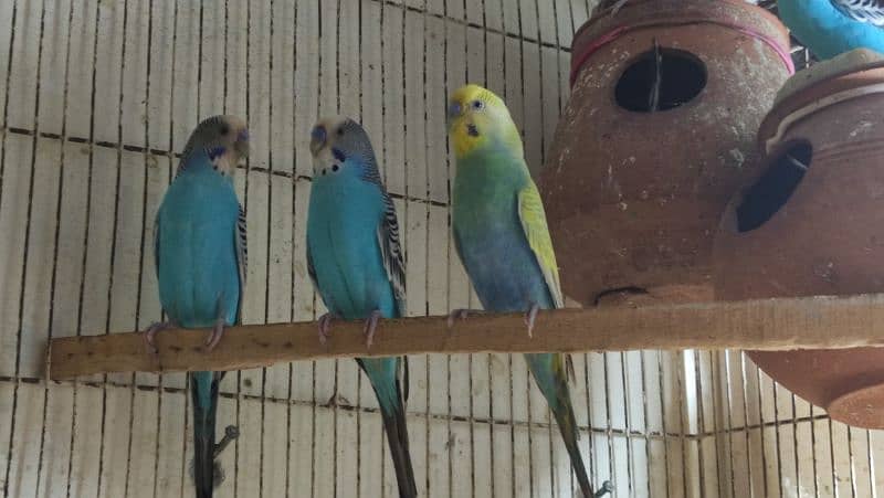 Budgies Breeder Pairs 9