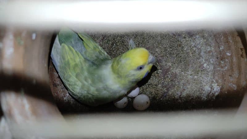 Budgies Breeder Pairs 10