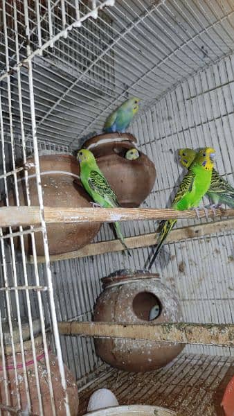 Budgies Breeder Pairs 11