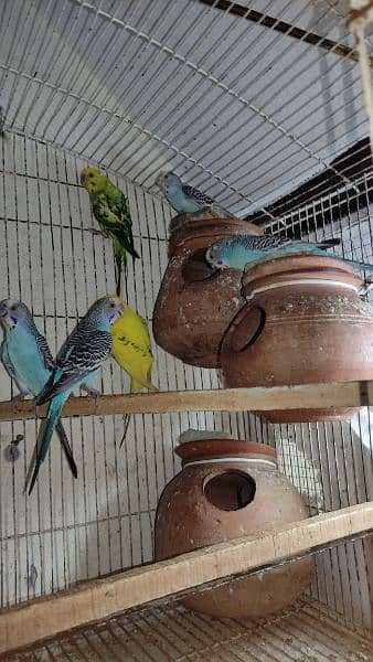 Budgies Breeder Pairs 12