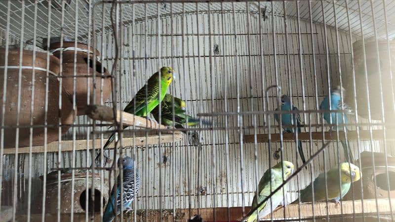 Budgies Breeder Pairs 13