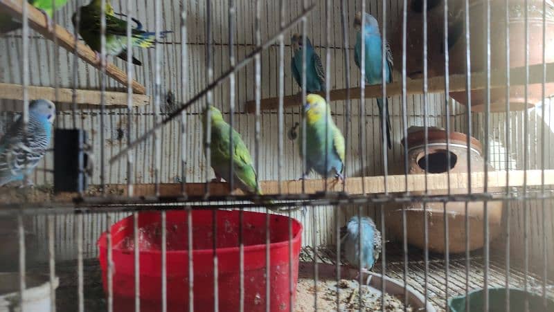 Budgies Breeder Pairs 14