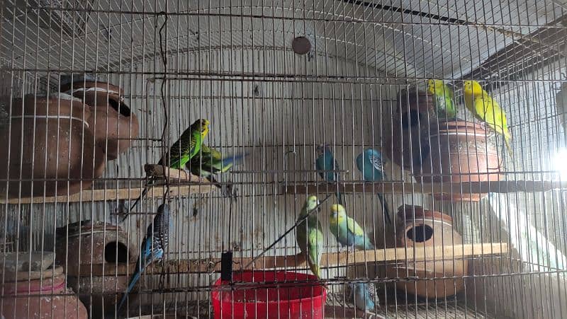 Budgies Breeder Pairs 15