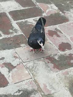 Fancy pigeon