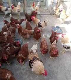 Loman brown hen's organic eggs laying &  Male available   03296499435