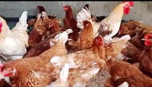 Loman brown hen's organic eggs laying &  Male available   03296499435