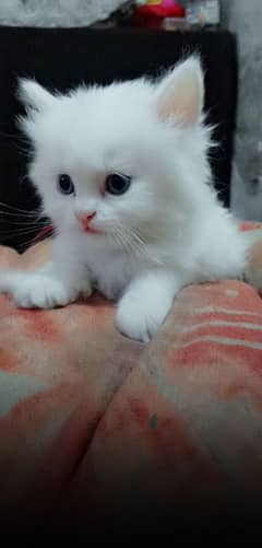 Persian doll face Triple cot kitten