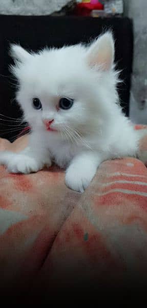 Persian doll face Triple cot kitten 0