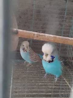 for sale exhibition pair breeding pairs active and healthy pair