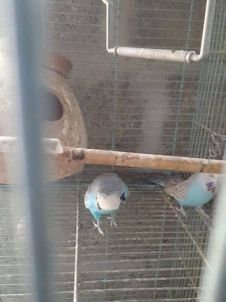 for sale exhibition pair breeding pairs active and healthy pair 1