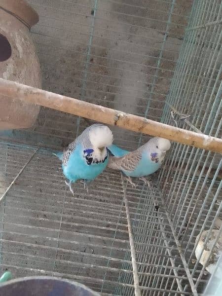 for sale exhibition pair breeding pairs active and healthy pair 3