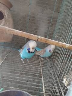 for sale exhibition pair breeding pairs active and healthy