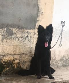 German Shepherd adult female