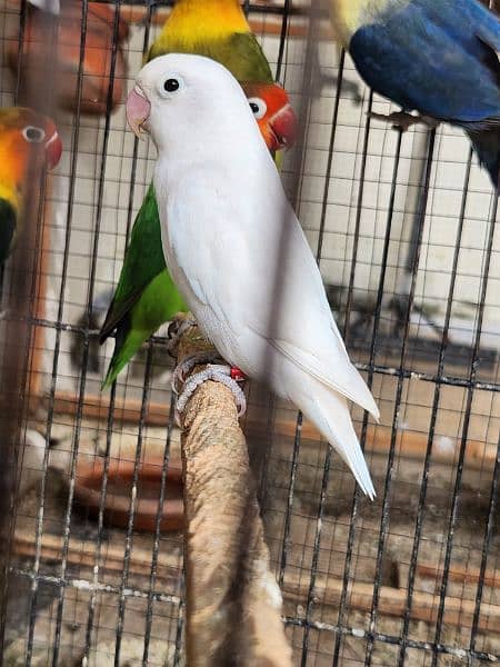 Lovebirds Breeder Pairs setup 0